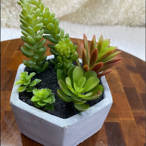 Faux succulents, 3-4 in 2”H hexagon shaped pots (2 available for purchase) - Picture 1 of 14